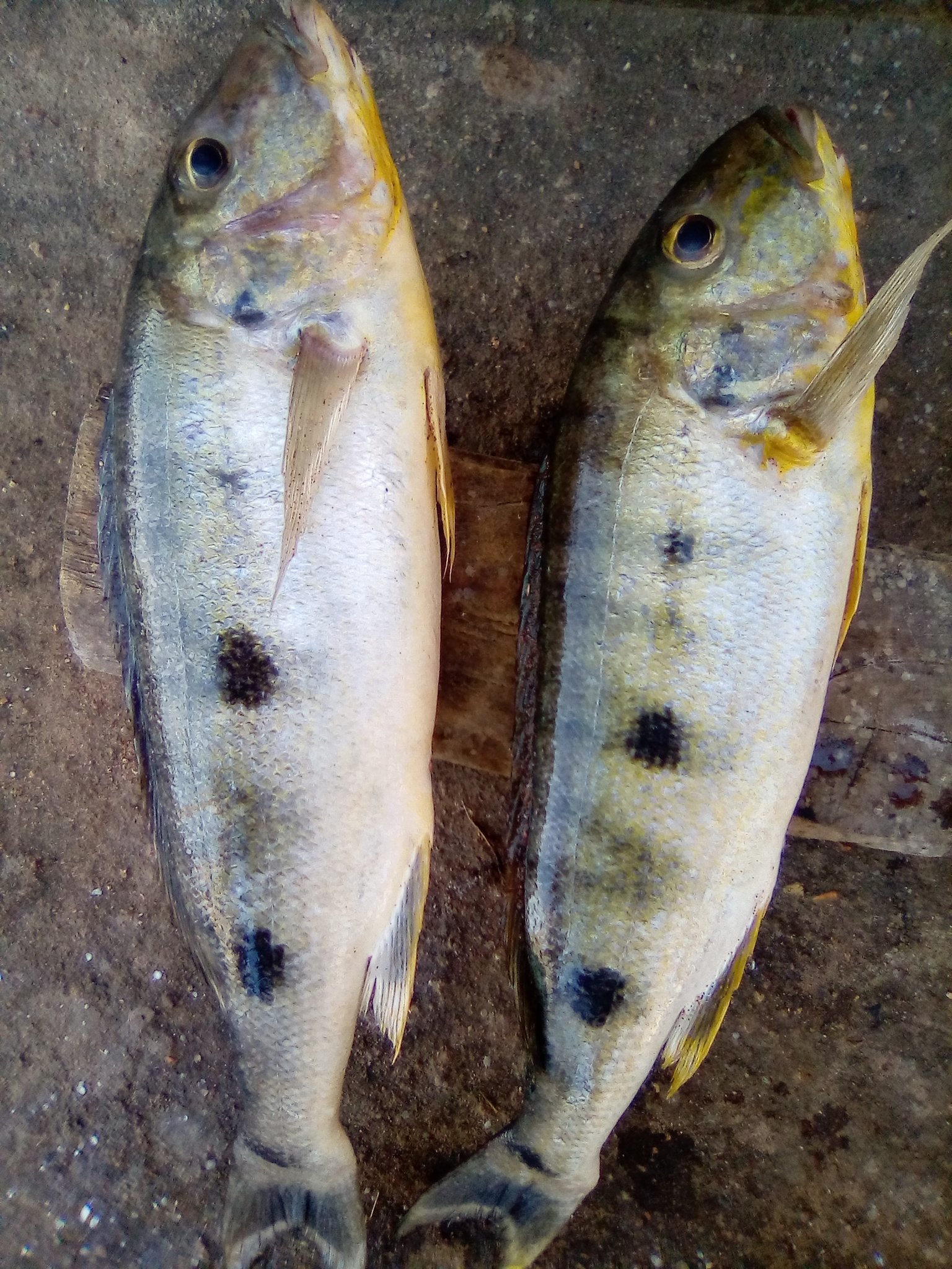 Kuhe (African Carp)